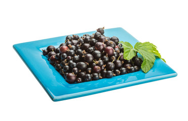 Black currant