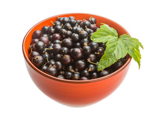 Black currant