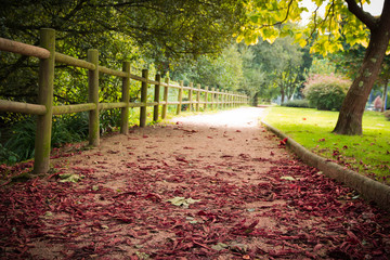 viale, autunno, foglie, romantico