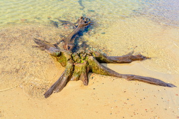 old stump on the shore of sea