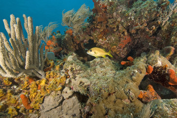 Fototapeta na wymiar Tropical fish at Florida Coral Reef