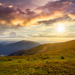 wild plants at the mountain top at sunset
