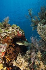 Grouper Hiding on Reef