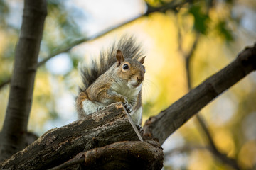 Eastern Grey Squirrel (Sciurus carolinensis)