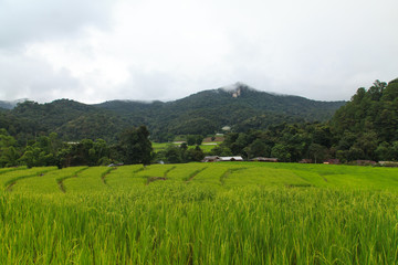 Terraced rice fields