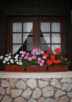 window with flowerpots