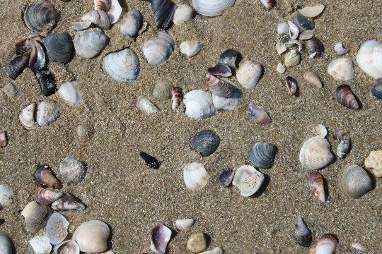 seashells on the sand