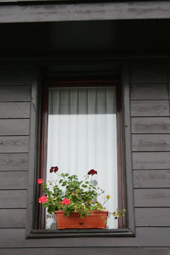 window with flowerpots