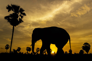 Plakat Elephant and palm tree on sunset