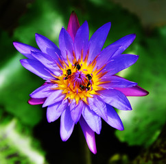Single violet lotus and 4 bees
