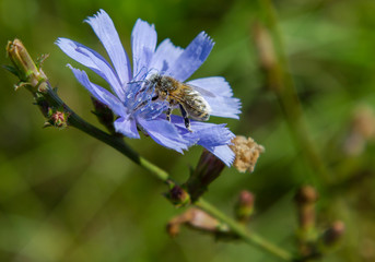 Bee at work