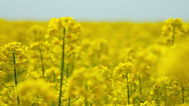 Oilseed rape field