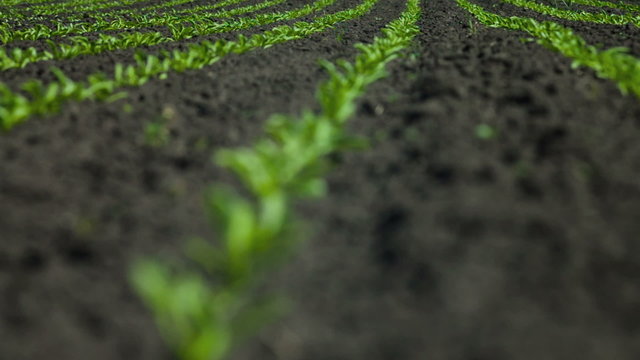 Beet field