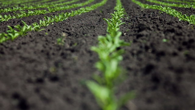 Young Sugar beet plants in rows on a field