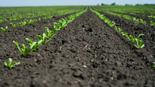 The field  before the harvest
