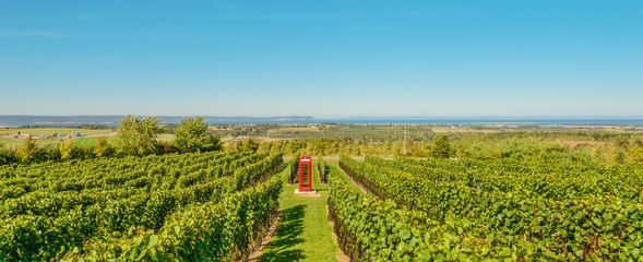 Panorama of rows of grapes before harvesting