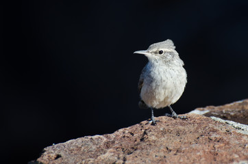 Rock Wren Resting on a Brick Wall