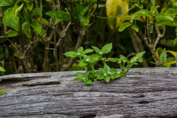 new life on the timber