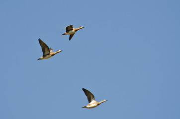 American Wigeons Flying in a Blue Sky
