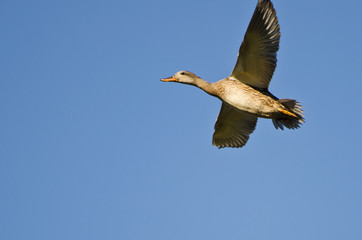 Female Mallard Duck Flying in a Blue Sky