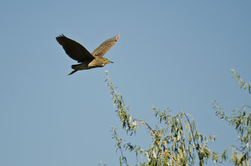 Immature Black-crowned Night-Heron Flying in a Blue Sky