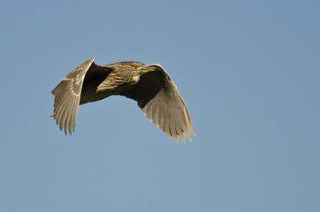 Immature Black-crowned Night-Heron Flying in a Blue Sky