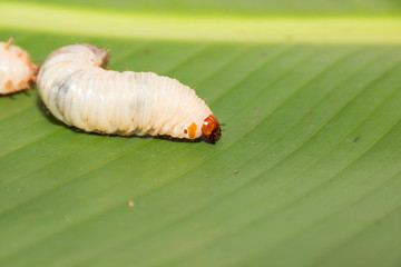 The worms crawl on the leaves