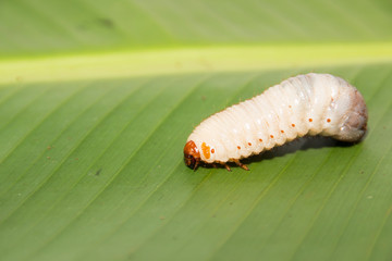 worm on the leaf