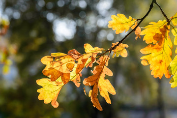 Fototapeta na wymiar Autumn Oak tree leaves with backlight