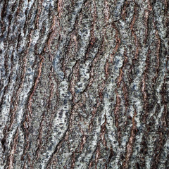 Old Wood Tree Texture Background