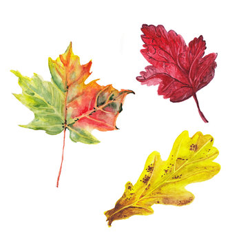 watercolor autumn leafs set