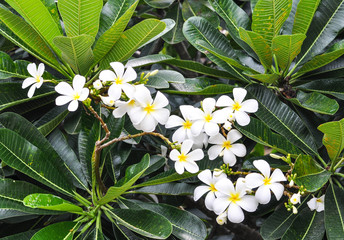 Plumeria garden