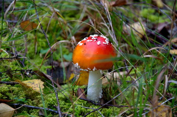 Mushrooms, nature, forest