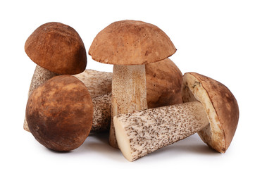 The brown cap boletus isolated on white background