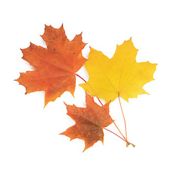Naklejka na ściany i meble Autumn maple leaves isolated on white