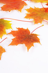 The autumn maple leaves a background