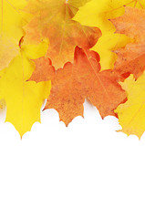 Autumn maple leaves isolated on white