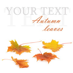 Autumn maple leaves isolated on white
