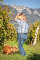 Mature winegrower harvesting black grapes