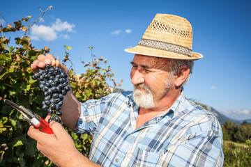 Mature winegrower harvesting black grapes