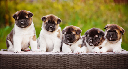 five american akita puppies