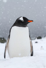 Gentoo penguin which stands on a snow-covered beach during a sno