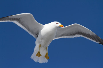 kelp gull which hangs in the air wings spread in Antarctica