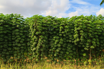 Cassava plant in the farm
