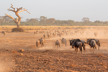 Fototapeta na wymiar Blue wildebeest in dust, Amboseli National Park