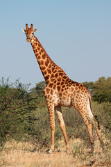 A large giraffe bull