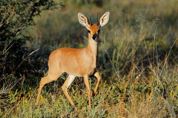Naklejka na ściany i meble Steenbok antelope