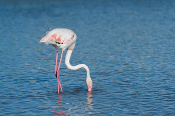 Rosaflamingo, Greater flamingo, Phoenicopterus roseus