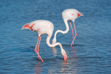 Obraz premium Rosaflamingo, Greater flamingo, Phoenicopterus roseus