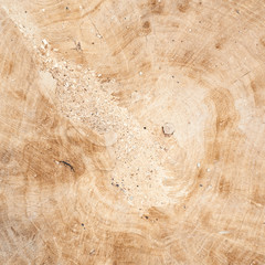 Tree's cut fragment of wood